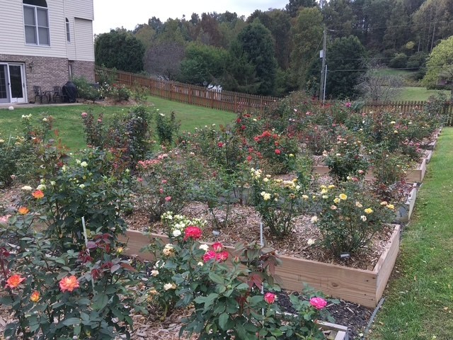 Rows of colorful rose bushes grow in raised garden beds at the home garden maintained by Dr. Monica Valentovic and Dr. Gary Rankin.